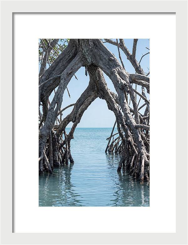 Mangrove Roots Archway