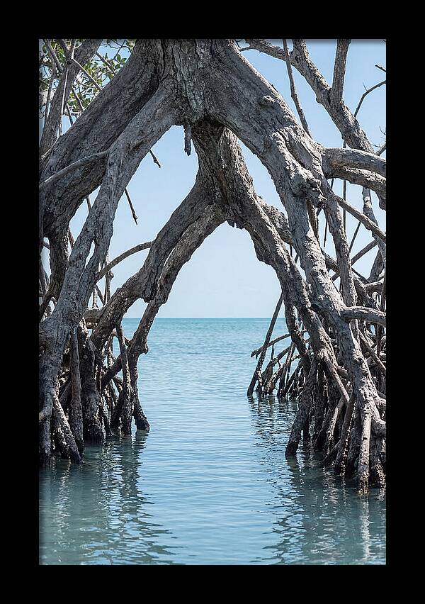 Mangrove Roots Archway
