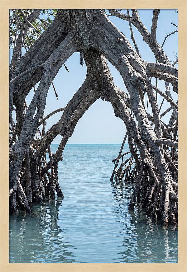 Mangrove Roots Archway