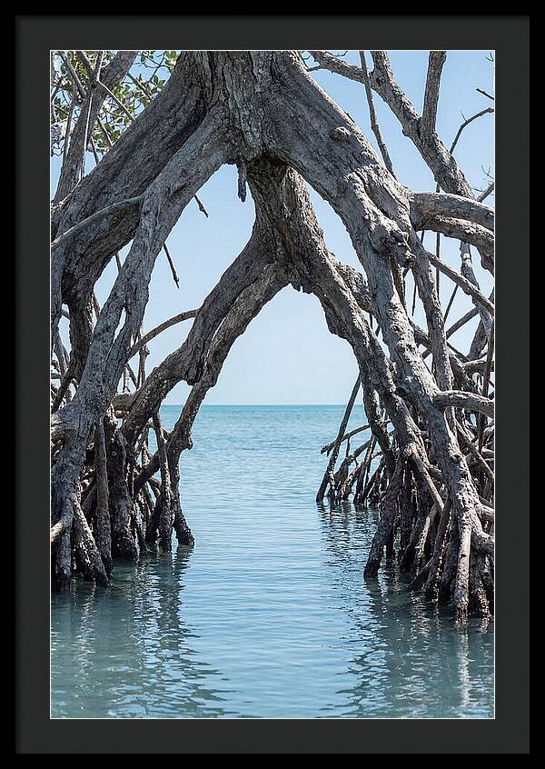Mangrove Roots Archway