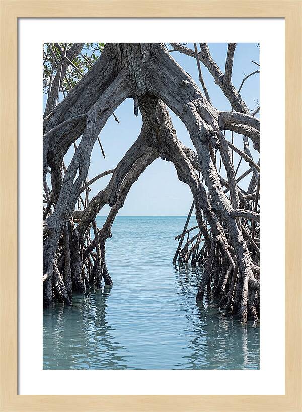 Mangrove Roots Archway