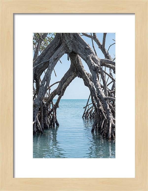 Mangrove Roots Archway