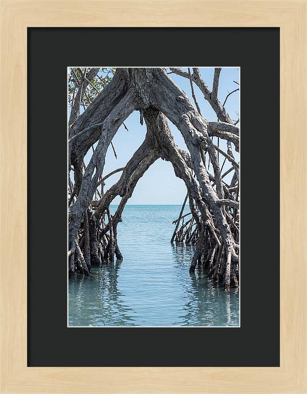 Mangrove Roots Archway