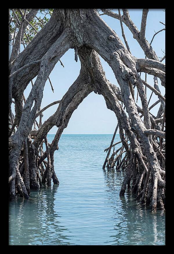 Mangrove Roots Archway