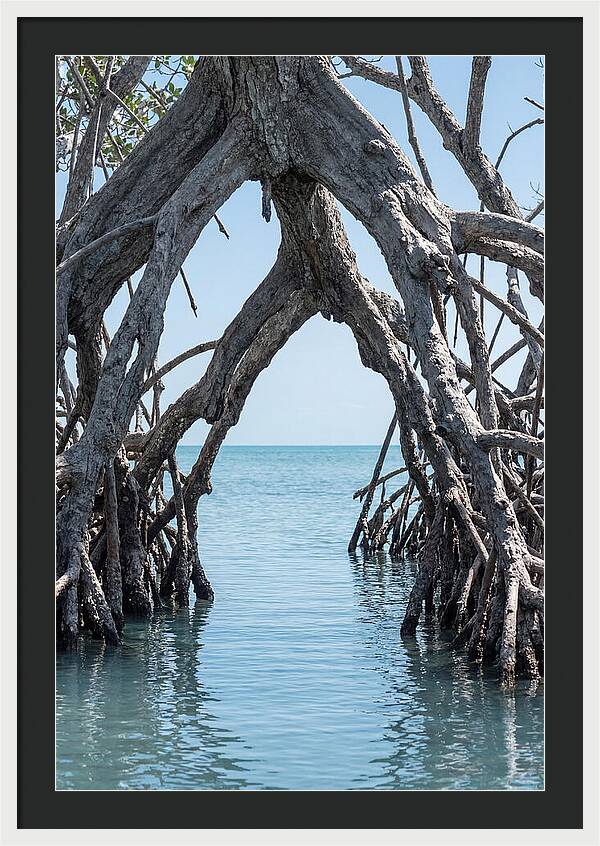 Mangrove Roots Archway