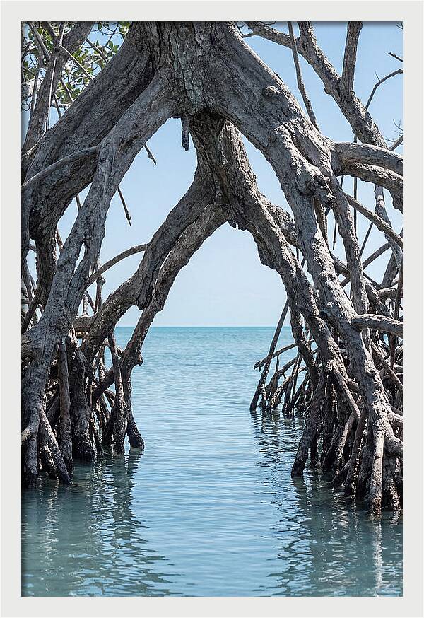 Mangrove Roots Archway