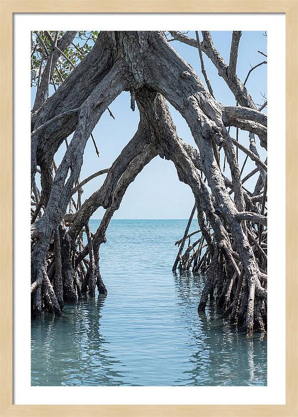 Mangrove Roots Archway