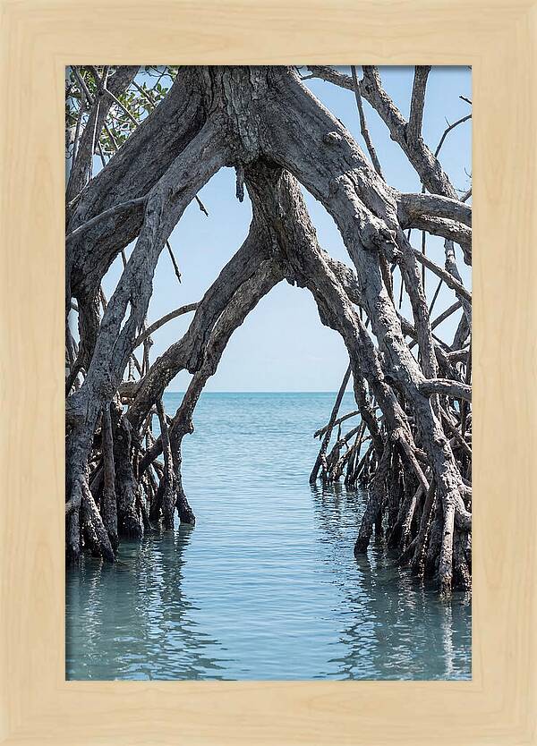 Mangrove Roots Archway