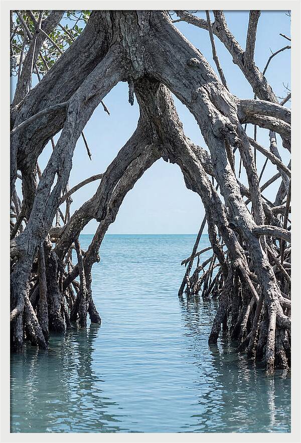 Mangrove Roots Archway