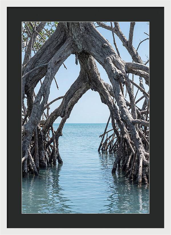 Mangrove Roots Archway