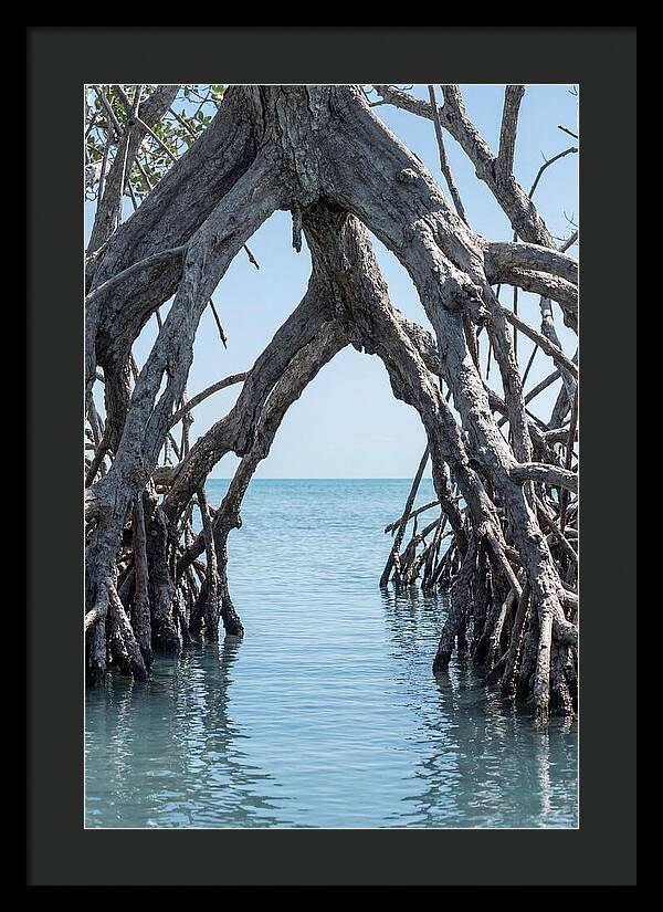 Mangrove Roots Archway