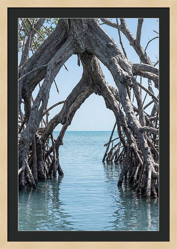 Mangrove Roots Archway