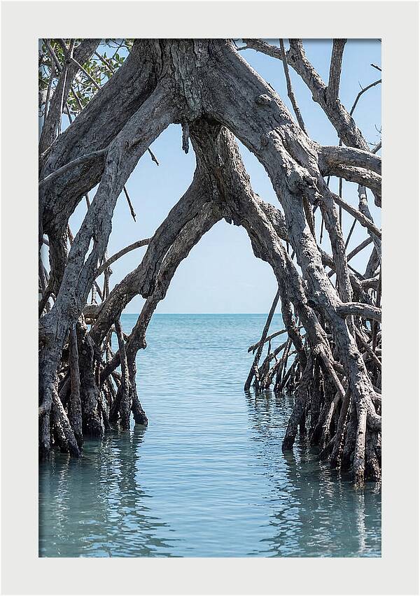 Mangrove Roots Archway