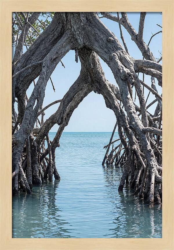 Mangrove Roots Archway