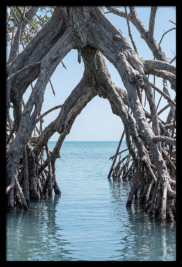 Mangrove Roots Archway