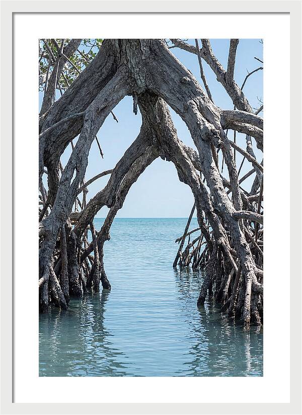 Mangrove Roots Archway