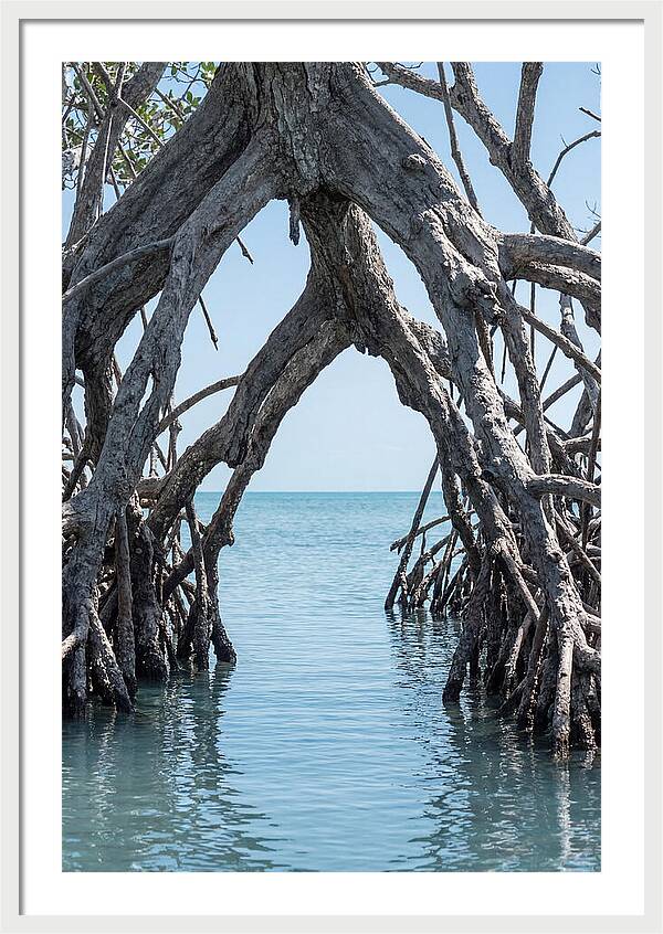Mangrove Roots Archway