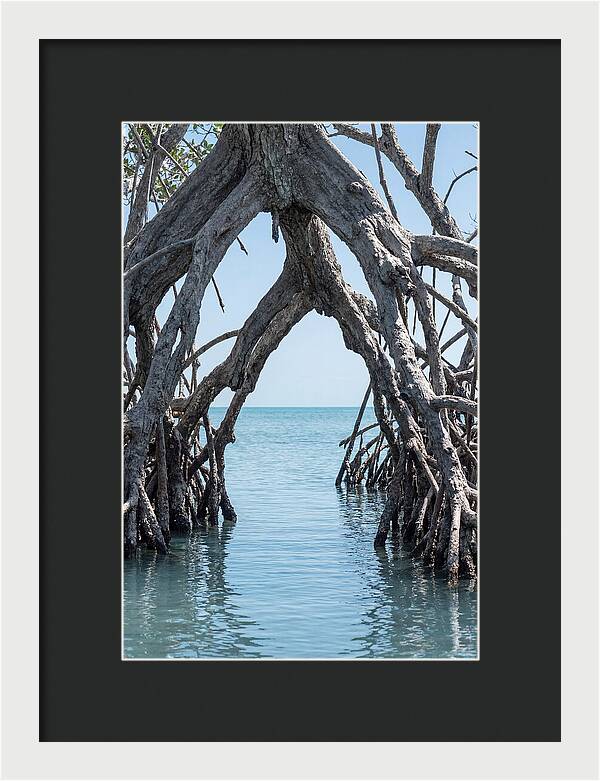 Mangrove Roots Archway
