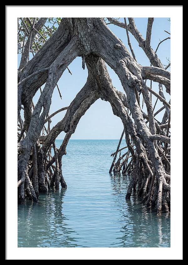 Mangrove Roots Archway
