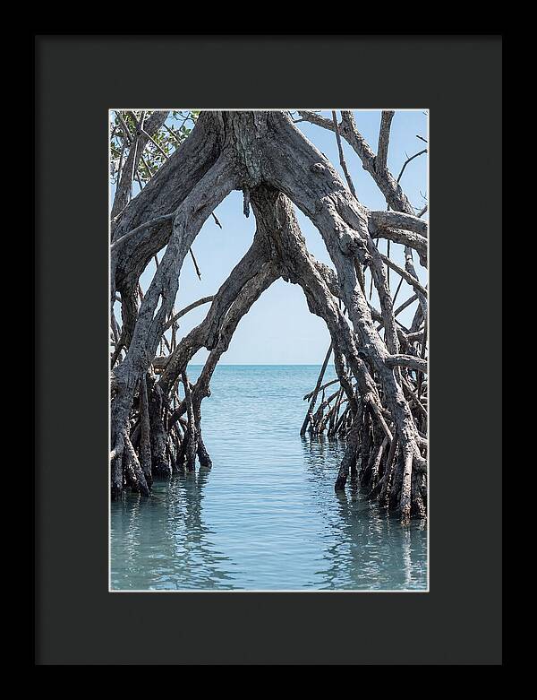 Mangrove Roots Archway