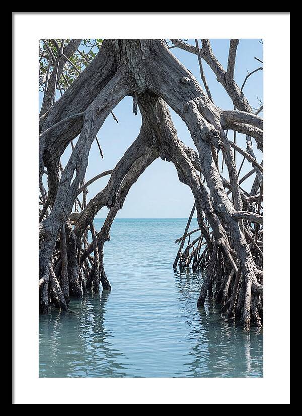 Mangrove Roots Archway