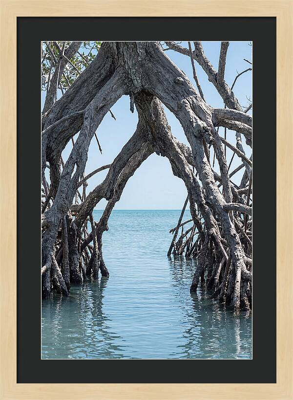 Mangrove Roots Archway