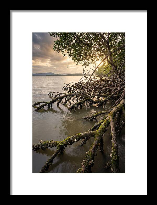 Mangrove Roots At Sunset