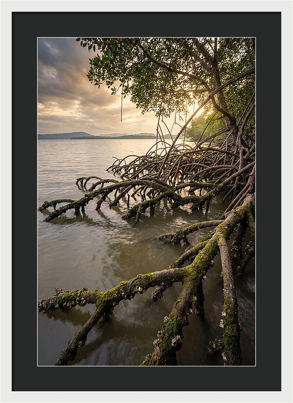Mangrove Roots At Sunset