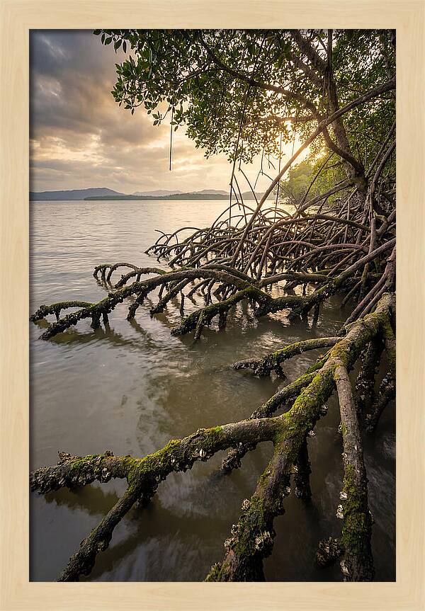 Mangrove Roots At Sunset