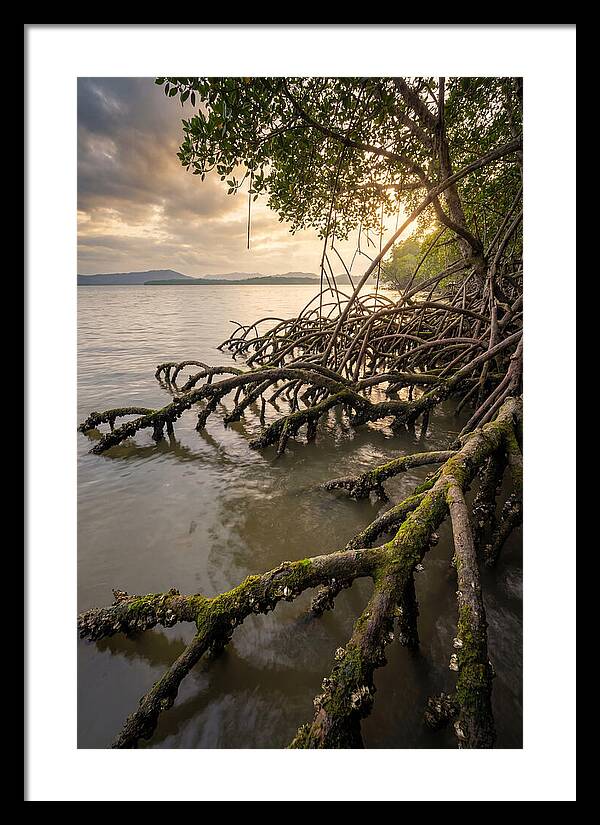Mangrove Roots At Sunset