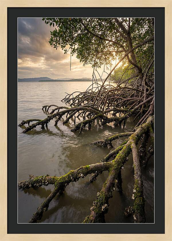 Mangrove Roots At Sunset