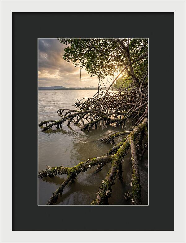 Mangrove Roots At Sunset