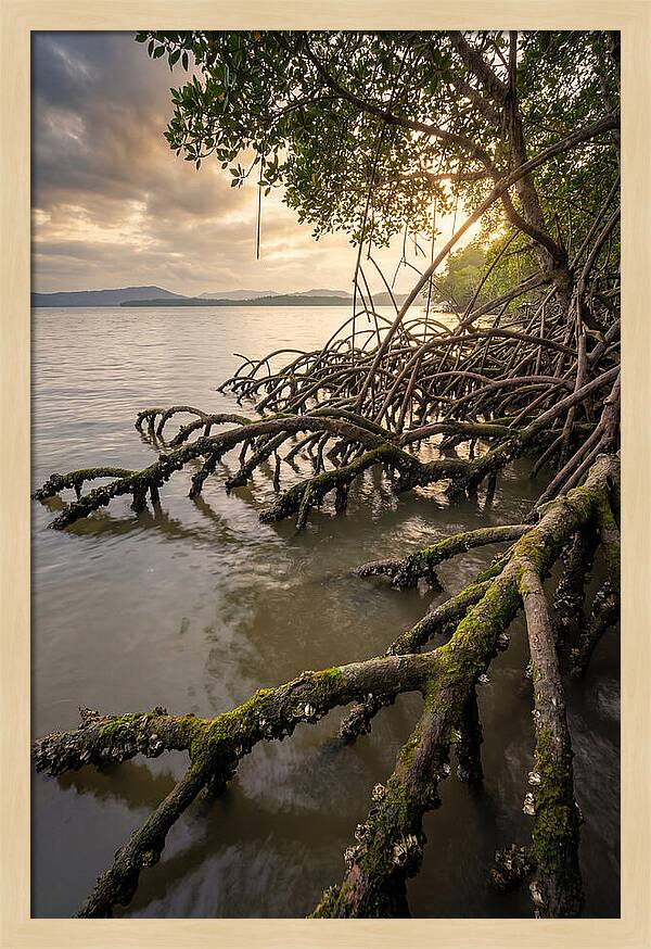 Mangrove Roots At Sunset