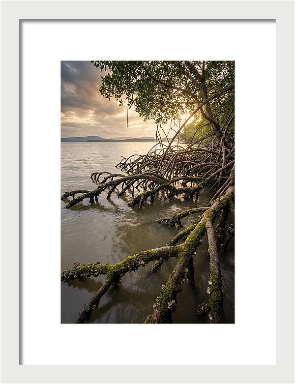 Mangrove Roots At Sunset