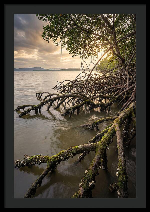 Mangrove Roots At Sunset