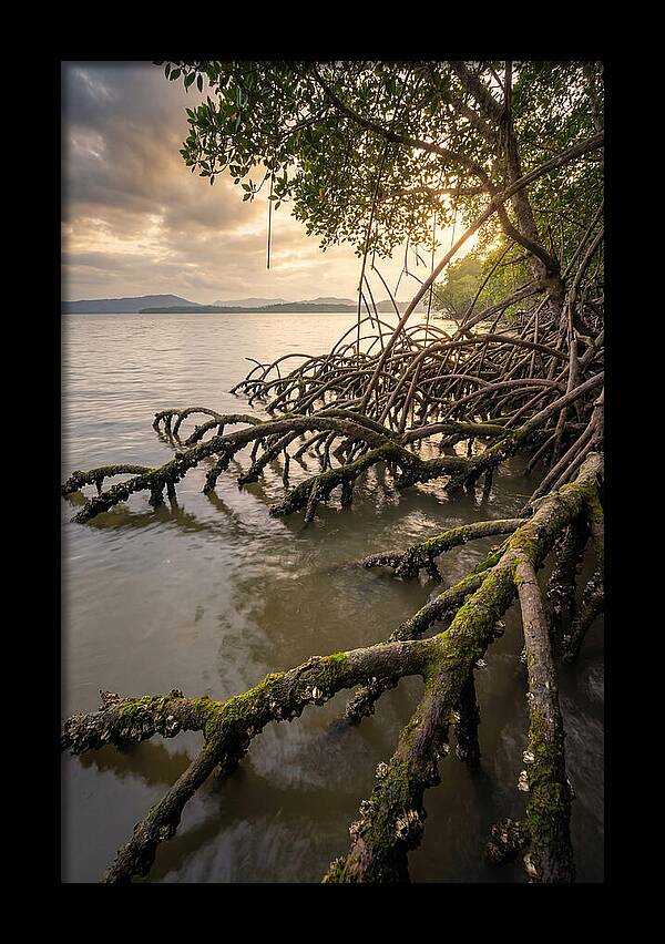 Mangrove Roots At Sunset
