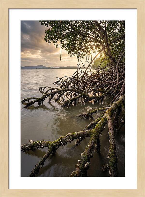 Mangrove Roots At Sunset