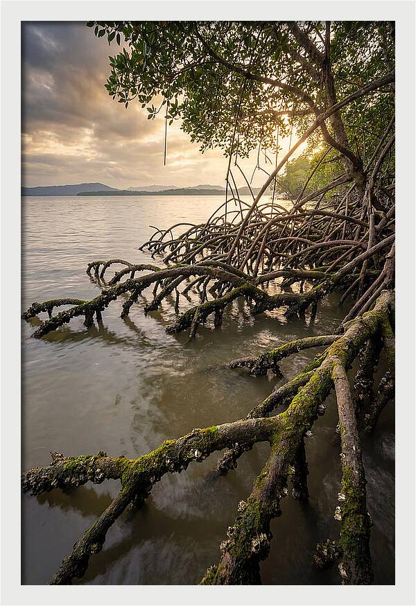 Mangrove Roots At Sunset