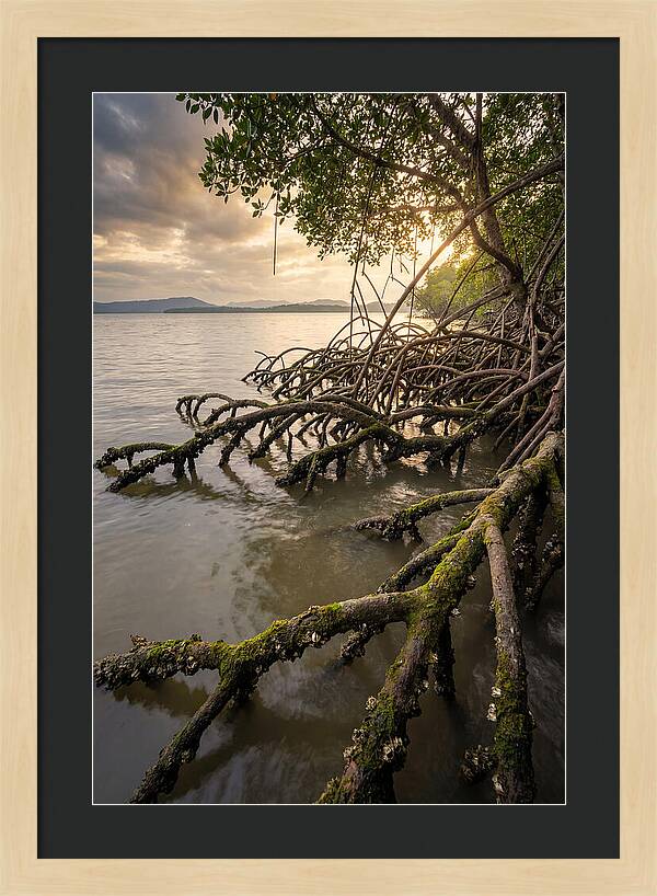 Mangrove Roots At Sunset