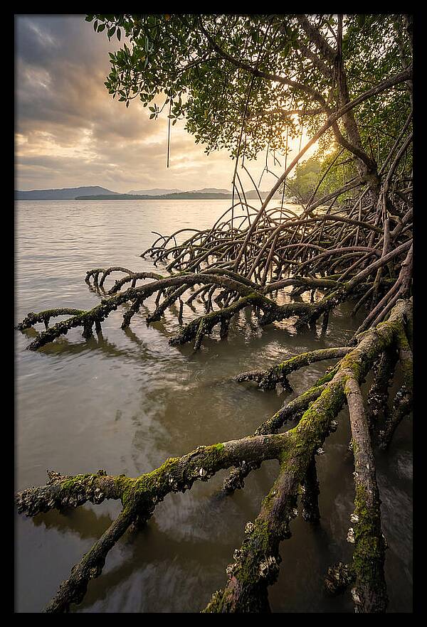 Mangrove Roots At Sunset