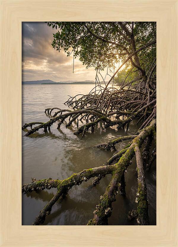 Mangrove Roots At Sunset