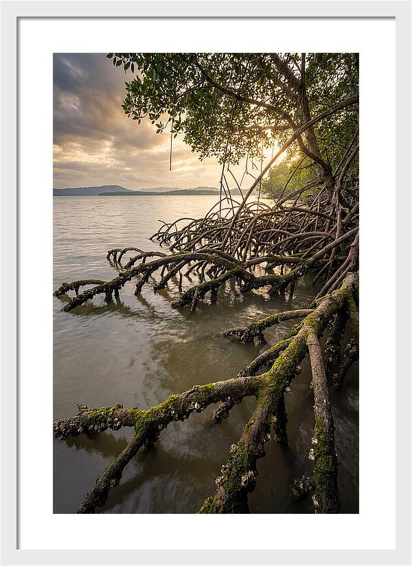 Mangrove Roots At Sunset