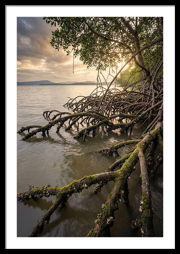 Mangrove Roots At Sunset