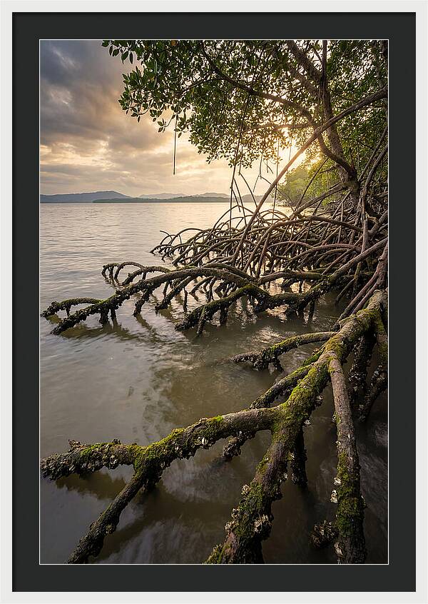 Mangrove Roots At Sunset