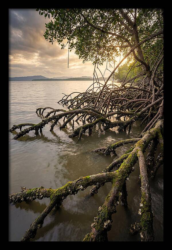 Mangrove Roots At Sunset