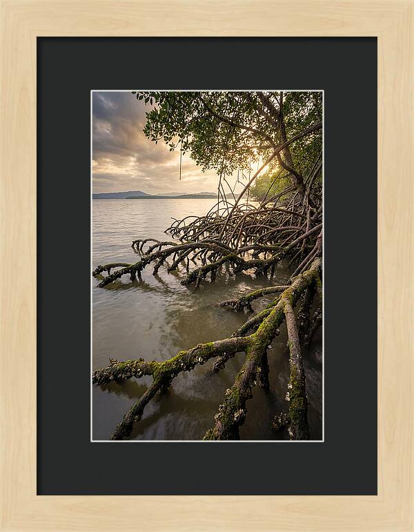 Mangrove Roots At Sunset