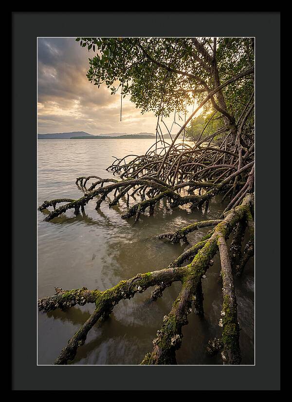 Mangrove Roots At Sunset