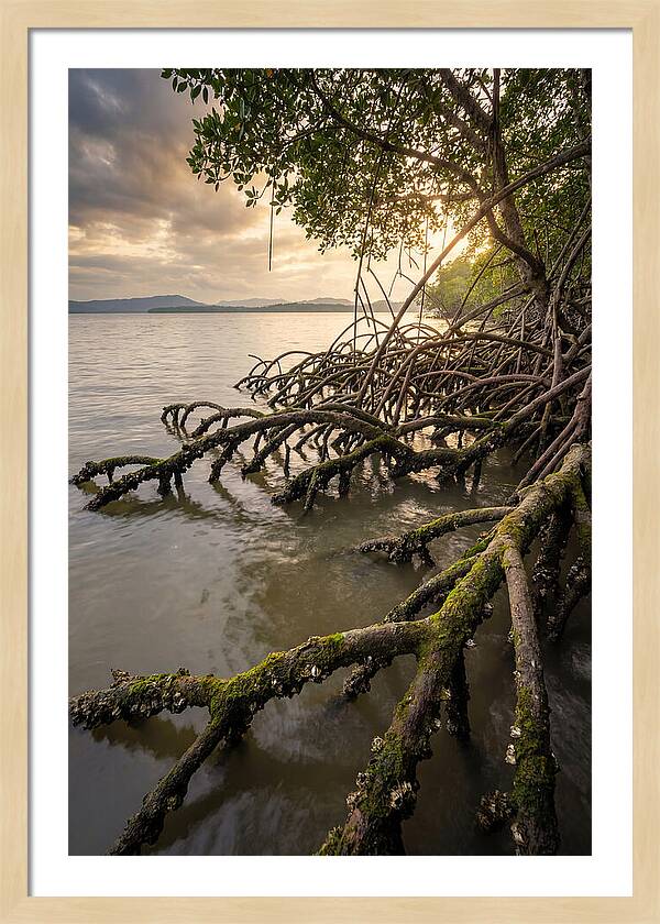 Mangrove Roots At Sunset