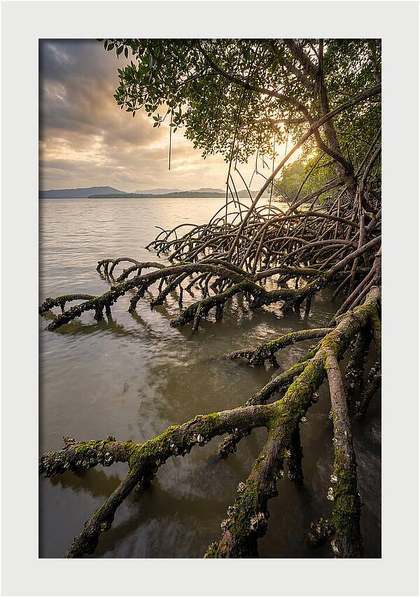 Mangrove Roots At Sunset