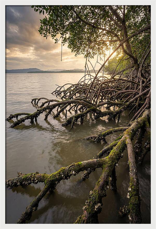 Mangrove Roots At Sunset